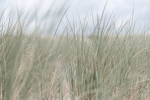 Close-up van helmgras