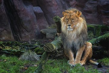 The king of the jungle von Tejo Coen