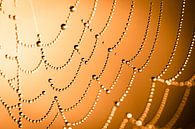 Spinnenweb met dauwdruppels van Peet Romijn thumbnail