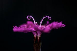 Novembertau (Nahaufnahme einer rosafarbenen Blume mit Tautropfen) von Birgitte Bergman