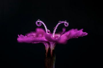 Novembertau (Nahaufnahme einer rosafarbenen Blume mit Tautropfen) von Birgitte Bergman