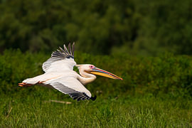 Pelican : «''s Leap »