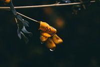 Fleur sous la pluie
