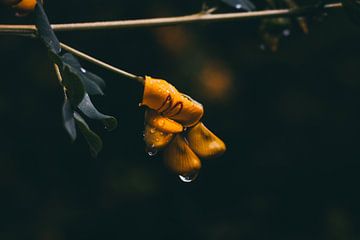 Fleur sous la pluie