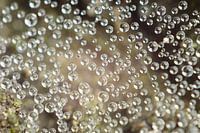 Condens in spinnenweb