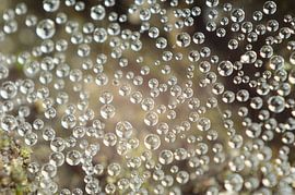 Condens in spinnenweb van Orhan Daud