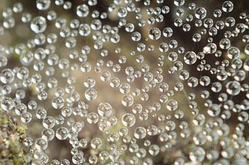 Condens in spinnenweb