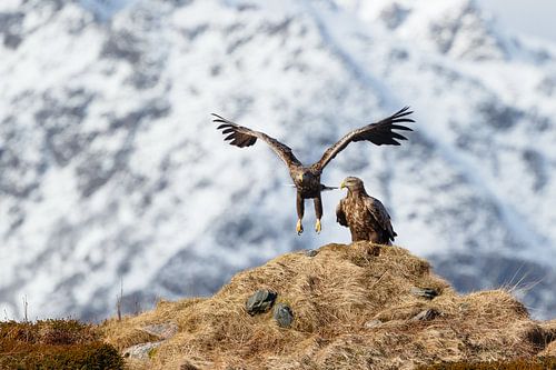 Zeearend landt naast een andere zeearend