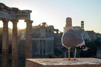 Romeins uitzicht