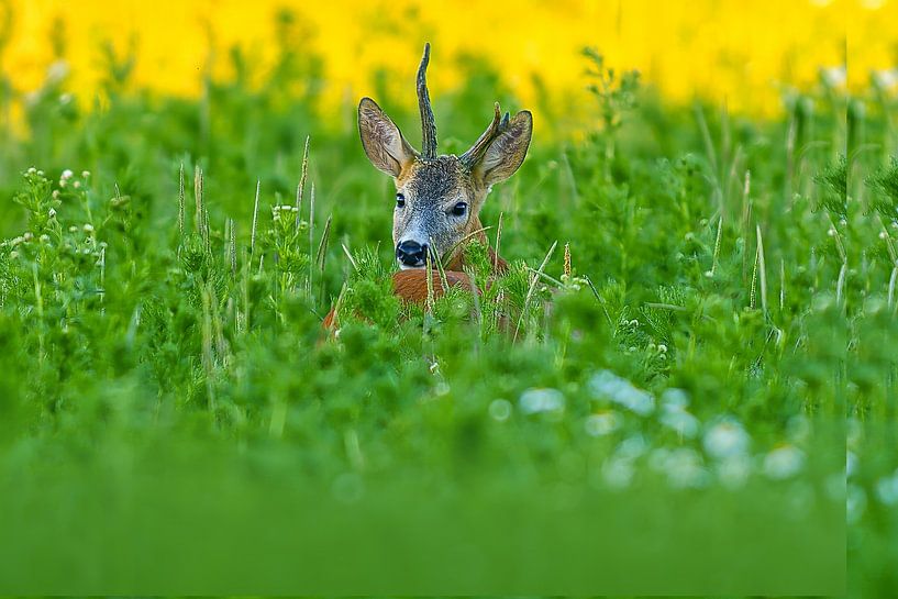 Alter Rehbock (Capreolus capreolus) steht an einem Sommer Morgen auf einer Wiese mit Blumen und Kräutern in Sachsen Anhalt, Deutschland, Europa von Mario Plechaty Photography