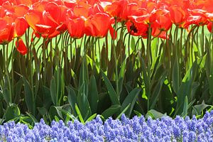 Tulipes au Keukenhof