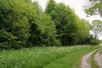 Anloo Frühling
