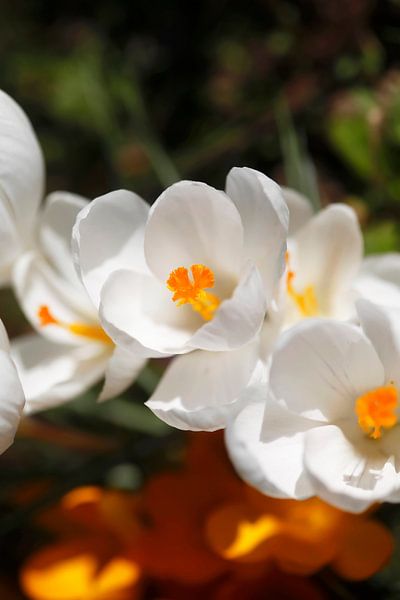 Crocus par Thomas Jäger