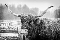 Hooglander in de sneeuw (b&w)