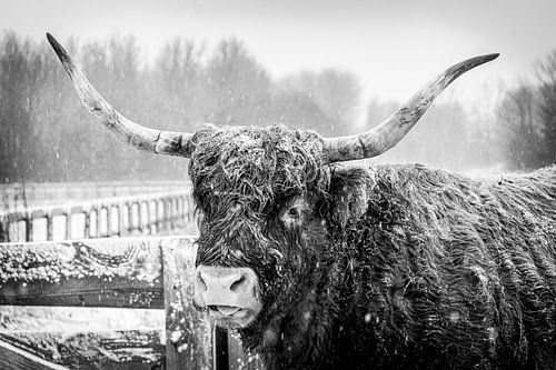 Hooglander in de sneeuw (b&w)