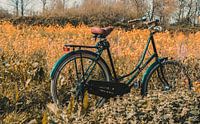 Bike in the field of flowers