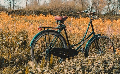 Fiets in het bloemenveld