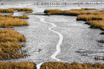 Kwelder sur Albert Wester Terschelling Photography