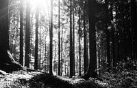 Magic forrest
