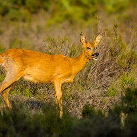 Hirsch auf dem hohen Veluwe von miranda tijssen