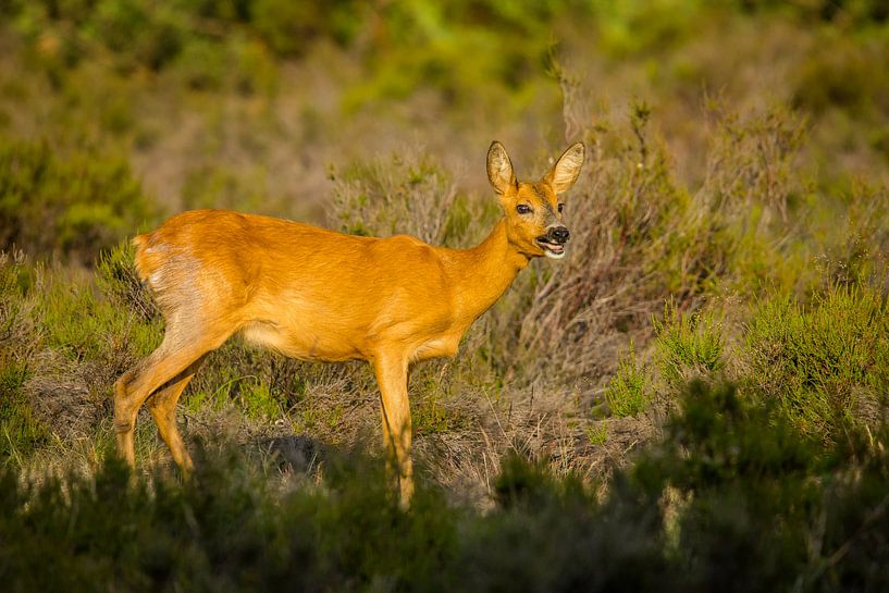 deer on the high veluwe by miranda tijssen