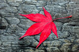 Rotes Ahornblatt im Herbst Saison schwarz auf verbranntem Holz