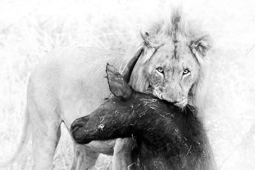 Lion Kill par Thomas Froemmel