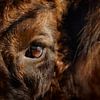 Auge in Auge mit einem europäischen Bison (Wisent) von Patrick van Os
