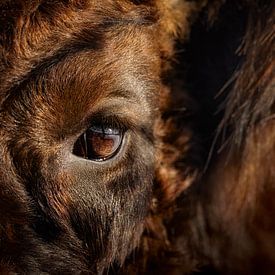 Auge in Auge mit einem europäischen Bison (Wisent) von Patrick van Os