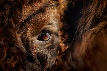 Oog in oog met een Europese Bizon (Wisent) van Patrick van Os