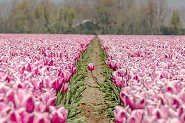 If you are different, you stand out by Fotografie Jeronimo