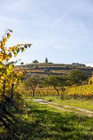 Vue sur les vignobles en automne et la tour du drapeau (Kaffeemühlchen) à Bad Dürkheim