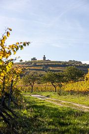 Blick auf die herbstlichen Weinberge und den Flaggenturm (Kaffeemühlchen) in Bad Dürkheim von Fabian Bracht