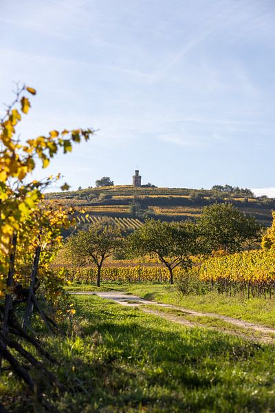 View of the autumnal vineyards and the flag tower (Kaffeemühlchen) in Bad Dürkheim by Fabian Bracht