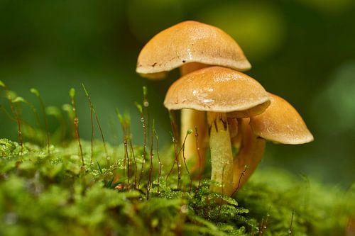 Drie paddenstoelen in mos