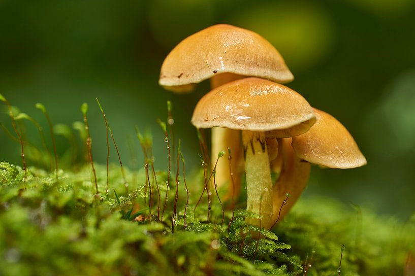 Drie paddenstoelen in mos van Cor de Hamer