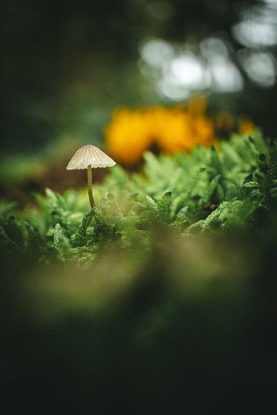 Mushroom among the moss by Jan