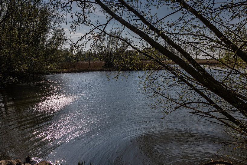lac de Biesbosch par Carin IJpelaar