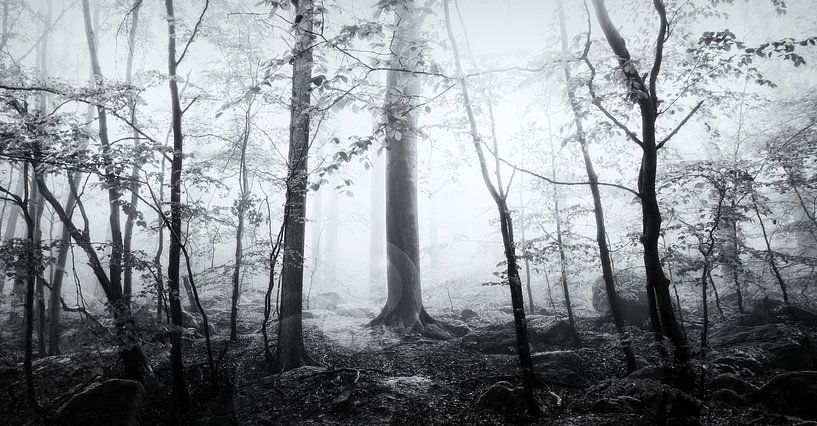 ILSEfog van Tim Lee Williams