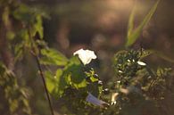 witte bloem in zonsondergang van harm Henstra thumbnail