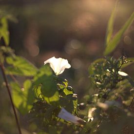 witte bloem in zonsondergang van harm Henstra