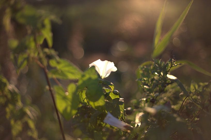 witte bloem in zonsondergang van harm Henstra