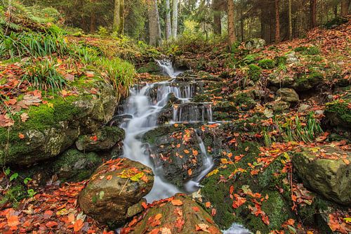 Bergbeek in de Belgische Ardennen