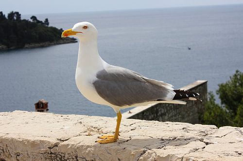 Meeuw kijkt trots om zich heen.