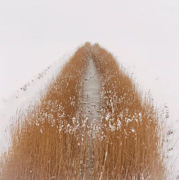 Repos et roseaux dans un paysage d'hiver avec de la neige sur Hans Hut