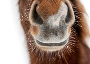 Forvitinn von Islandpferde  | IJslandse paarden | Icelandic horses Miniaturansicht