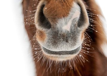 Forvitinn sur Islandpferde  | IJslandse paarden | Icelandic horses