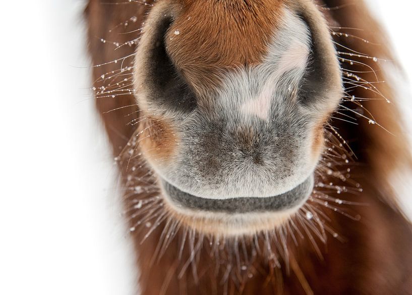 Forvitinn von Islandpferde  | IJslandse paarden | Icelandic horses
