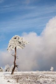 Lonely and alone in the snow by Bianca Beekmans