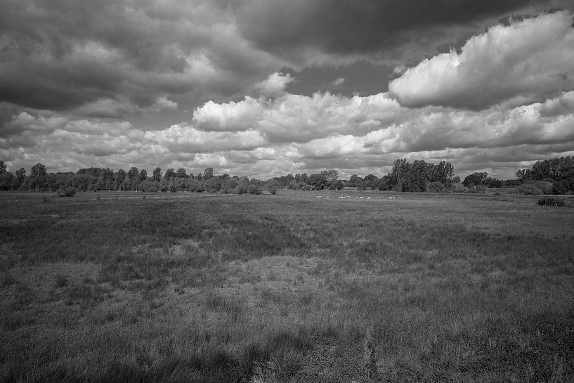 schwarz und weiß von Bart Liesenborgs